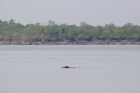 Wild boar swimming Almost every animal in Sunderban need to cross the rivers to move from one island to another in search of food or shelter and thus, it’s very important for them to be good swimmers! Adaptation is the key to survival in this extremely hostile environment. 
Here's a photograph of a Wild Boar crossing one of the creeks in the forest. 
 Canon,Contest,Geotagged,India,Mammals,Moment,Razorback,Summer,Sunderban,Sus scrofa,Wild boar,Wildlife
