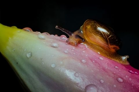 Pearls and Gold A snail sliding over a flower, just after the rains.  Canon,Contest,Geotagged,Helix aspersa,India,Macro,Nature,Snail,Summer