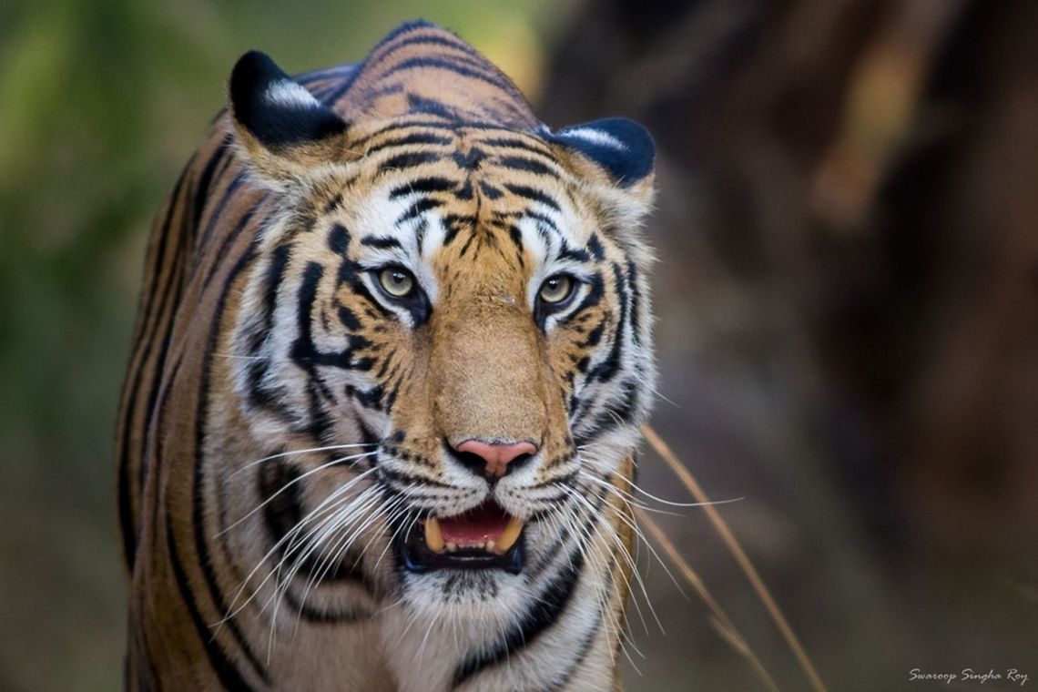The gorgeous lady It was my long-time wish to photograph a Tiger in the wild, and finally the wish came true during my recent trip to Bandhavgarh National Park. We were blessed with a sighting of this gorgeous female called &quot;Spotty&quot; while returning from our first day afternoon safari. The entire sighting lasted for around 10 minutes along with an extra few seconds of eye contact! Absolute love at first sight Bandhavgarh,Beauty,Bengal tiger,Canon,Contest,Fall,Geotagged,India,Mammals,Panthera tigris tigris,Tiger,Wildlife