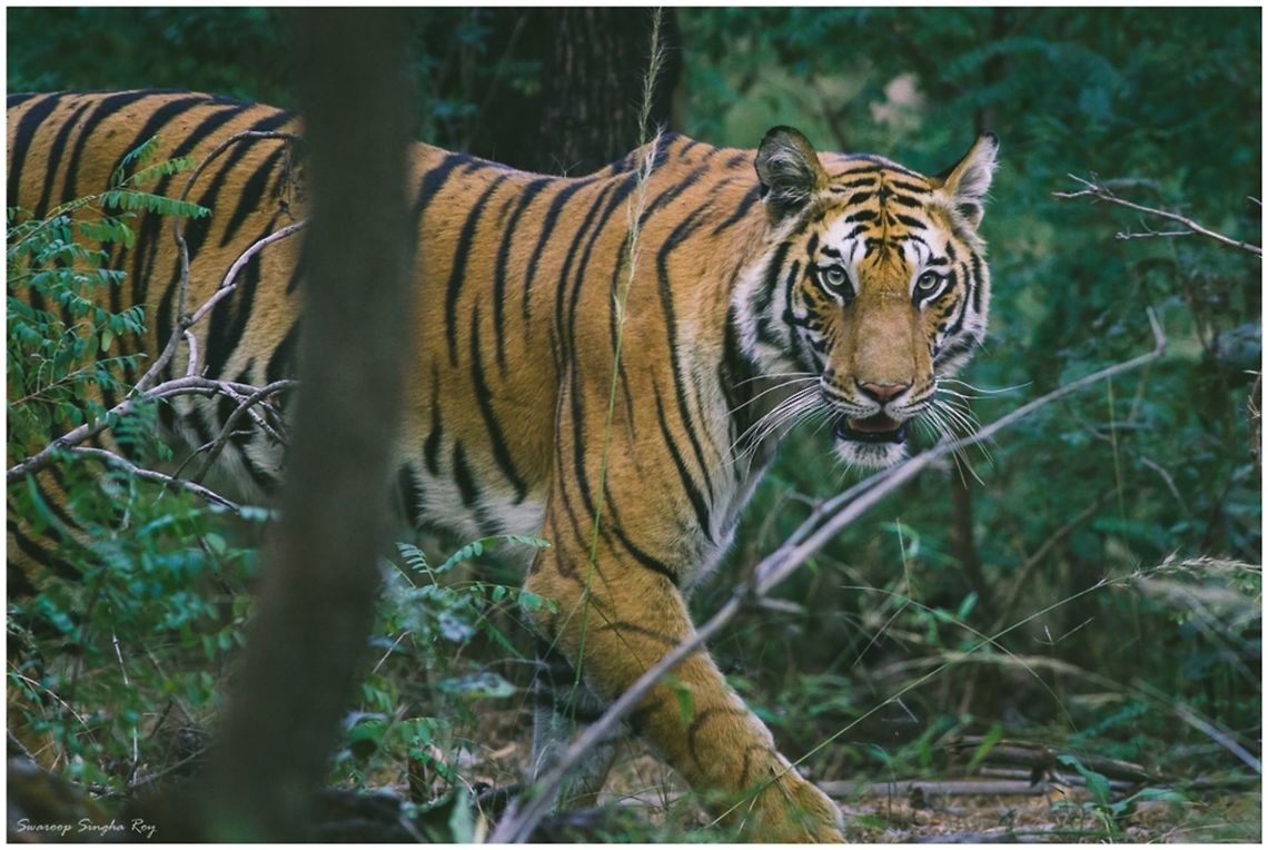 The emerging queen This is the magnificently gorgeous tigress that I came across during my recent trip to Bandhavgarh National Park.  Bandhavgarh,Bengal tiger,Canon,Contest,India,Jungle Dragon,Mammals,Panthera tigris tigris,Royal Bengal Tiger,Tigress,Wildlife