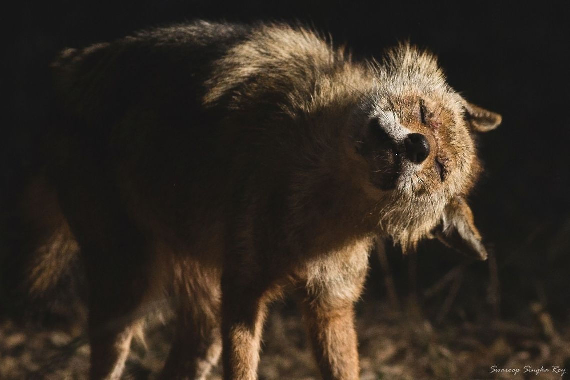 Shake off all your sins and embrace the light! Golden Jackal at Bandhavgarh National Park, India Canis aureus,Canon,Contest,December Contest,Golden jackal,India,Jack,Jungle Dragon,Mammals,Wildlife