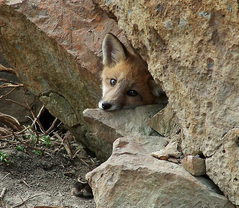 Red Fox  (Vulpes Vulpes) This young male was staring at me as I was taking his pictures. He had three siblings and the best of luck that his parents were not present to put him back in his place. You may have noticed that he is actually biting the rock in that photo. Canada,Geotagged,High Quality,In Focus,Red Fox,Spring,Vulpes vulpes