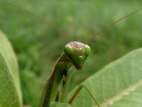 Mantis Religiosa Do you not find those eyes HYPNOTIC!?! Blurred,Canada,European Mantis,Geotagged,High Quality,Low Contrast,Mantis religiosa,Summer