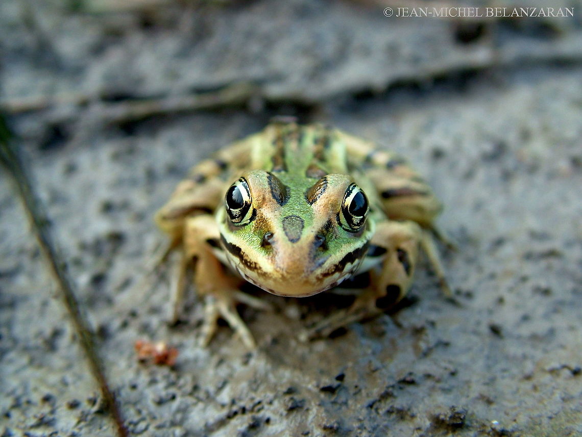Northern Leopard Frog (Lithobates pipiens)  This frog is not standing on tiles, it is on mud with a piece of grass. Canada,Geotagged,Lithobates pipiens,Northern leopard frog,Summer