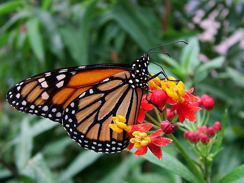 Monarch Butterfly The Monarch tastes rather bitter the birds, which is why the Viceroy (which is another species that tastes good ) fools the birds by wearing the same wings. Canada,Danaus plexippus,Geotagged,High Quality,In Focus,Monarch,Spring