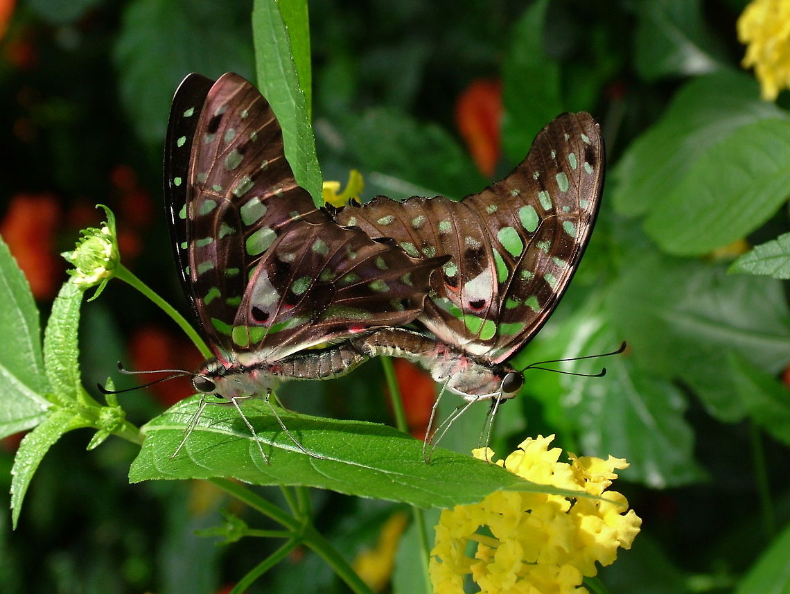 Tailed Jay (Graphium Agamemnon) *Photograph taken at the Montreal Space for Life. Canada,Geotagged,Graphium agamemnon,Tailed Jay,Winter