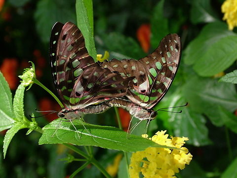 Tailed Jay (Graphium Agamemnon) *Photograph taken at the Montreal Space for Life. Canada,Geotagged,Graphium agamemnon,Tailed Jay,Winter