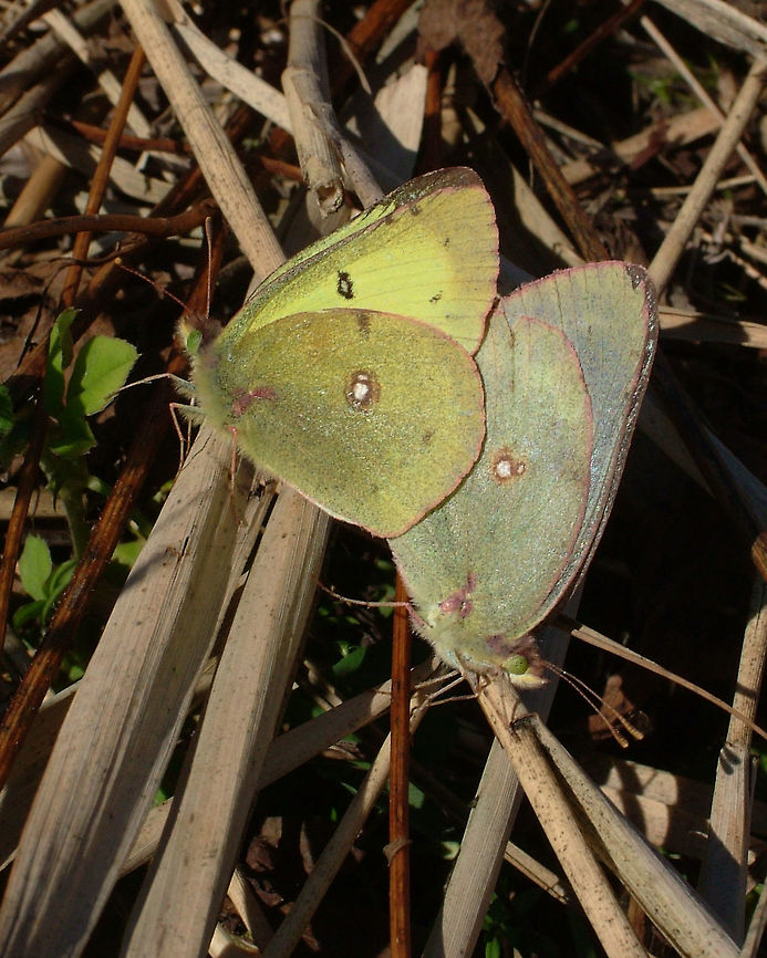 Clouded Sulphur - Colias philodice  Canada,Clouded Sulphur,Colias philodice,Fall,Geotagged