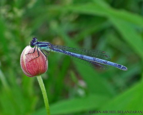 Eastern Forktail - mature female The male and the female are quite different in their colorings. The females change colors as time passes. Canada,Eastern Forktail,Geotagged,Ischnura verticalis,Spring