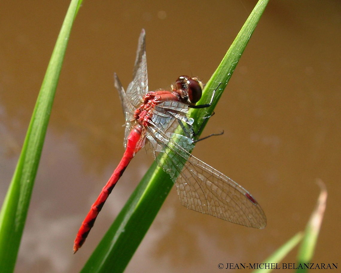 White-faced Meadowhawk - Sympetrum obtrusum Dragonfly Sympetrum obtrusum,White-faced Meadowhawk
