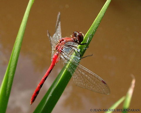 White-faced Meadowhawk - Sympetrum obtrusum Dragonfly Sympetrum obtrusum,White-faced Meadowhawk