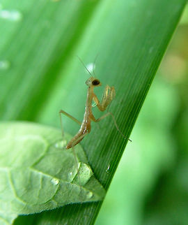 Newborn Praying Mantis Born on father's day this Mantis Religiosa accompanied by hundreds of other newborns. They measured approximately one quarter of an inch (more or less 7mm) and physically resembled the ants. As soon as they were all born they let the wind take them away within one or two hours. Canada,European Mantis,Geotagged,Mantis religiosa,Spring