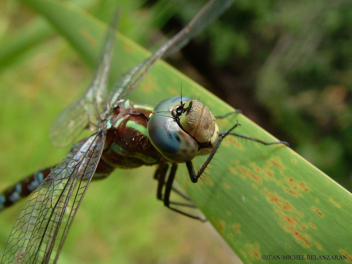 Green-striped Darner   (Aeshna verticalis) One of the things I love of this picture is how it looks like the dragonfly is actually using its first right paw to attempt to hide its smile!<br />
 Aeshna canadensis,Aeshna multicolor,Aeshna verticalis,Blue-eyed Darner,Canada,Canada darner,Geotagged,Green-striped darner,Summer