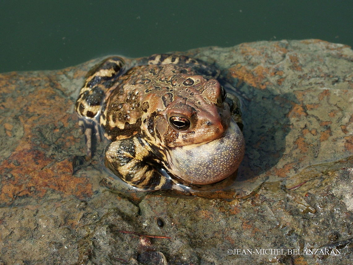 American toad (Bufo americanus) Took that shot of the toad as it was croaking, not its life of course, but the sound that comes from its throat.<br />
It was looking for love! American toad,Anaxyrus americanus,Bufo americanus,Canada,Geotagged,Spring