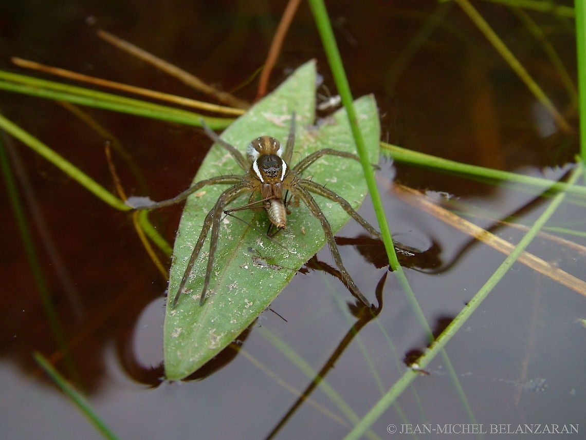 Six-spotted Fishing Spider (Dolomedes triton) The description of the species does not match if you bother to check on it. I bothered to find the most exact one, but I am not even sure if I got the correct one. Canada,Dolomedes fimbriatus,Dolomedes triton,Geotagged,Raft spider,Six-spotted fishing spider,Summer