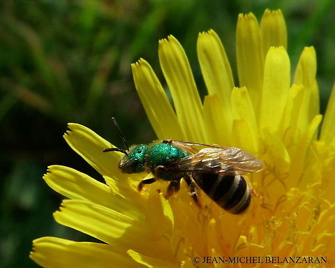 Green Metallic Bee -Virescent Green Metallic Bee     (Agapostemon virescens) Range:  Quebec and Maine to Florida, west to Texas; also Oregon to British Columbia.
Habitat:  Meadows and gardens with sandy soil.
Food:  Adult drinks nectar. Larva feeds on nectar and pollen. A Sweat Bee,Agapostemon virescens,Canada,Geotagged,Summer
