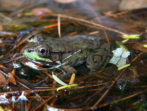 Northern green frog, Lithobates clamitans melanota This frog was getting its blood sucked out around its eyes while I was taking the picture. Geotagged,Green Frog,Green frog,Lithobates clamitans,Lithobates clamitans melanota,Northern green frog,Rana clamitans,Summer,United States