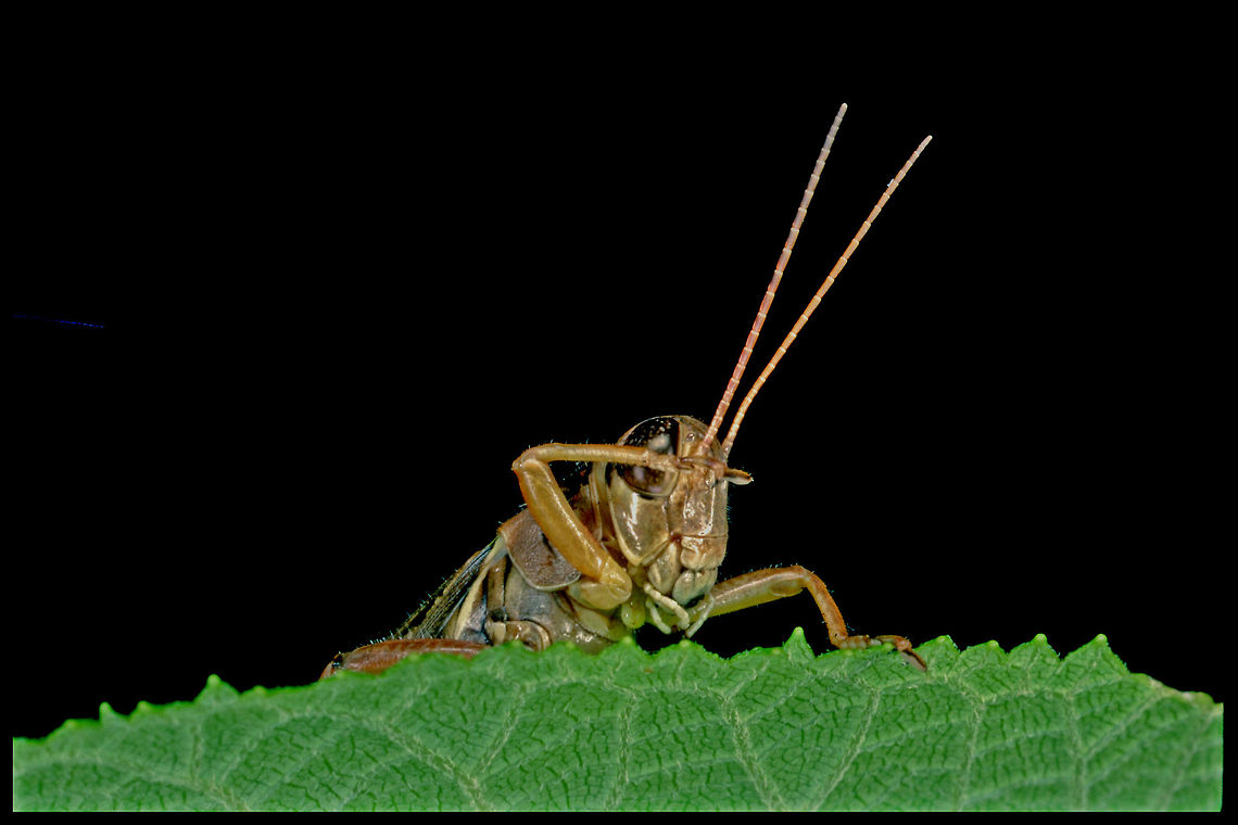 Red-Legged Grasshopper (Melanoplus femurrubrum) Military salute! <br />
<br />
This photograph was taken with a; Kodachrome 64 asa film, Minolta 50 mm MD macro lens, Minolta ring flash 80 px, Minolta X-700 body. Blurred,Canada,Geotagged,High Quality,Melanoplus femurrubrum,Red-legged Grasshopper,Too Dark,Winter