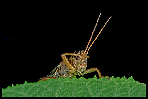Red-Legged Grasshopper (Melanoplus femurrubrum) Military salute! 

This photograph was taken with a; Kodachrome 64 asa film, Minolta 50 mm MD macro lens, Minolta ring flash 80 px, Minolta X-700 body. Blurred,Canada,Geotagged,High Quality,Melanoplus femurrubrum,Red-legged Grasshopper,Too Dark,Winter