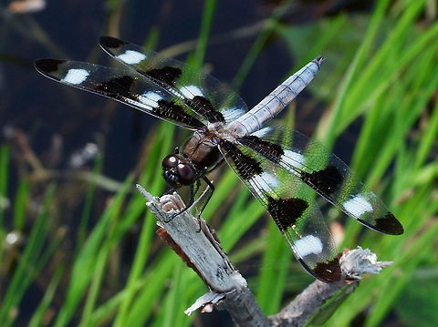Twelve-spotted Skimmer (Libellula pulchella) This dragonfly often rests on lily pads or plants overhanging the water of ponds, rivers or lakes. Canada,Geotagged,Libellula pulchella,Spring,Twelve-spotted Skimmer