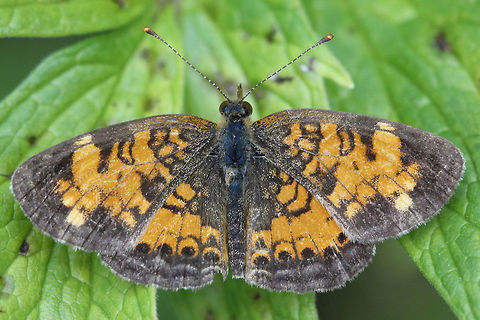 Pearl Crescent (Phyciodes tharos)  Pearl Crescent,Phyciodes tharos