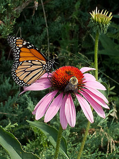 A Monarch, a Bumblebee and a purple flower! The Monarch I was capable of identifying, but the bumblebee I can't because there are too many different species that show up in my yard. I remember the name of the flower but I can't get it right now. Canada,Danaus plexippus,Geotagged,High Quality,In Focus,Monarch,Summer