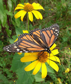 Monarch  Danaus plexippus,Geotagged,Monarch,Summer,United States