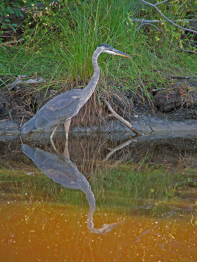 Great Blue Heron Time to go fishing! Ardea herodias,Canada,Geotagged,Great Blue Heron,Summer