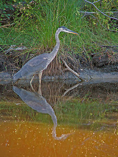 Great Blue Heron Time to go fishing! Ardea herodias,Canada,Geotagged,Great Blue Heron,Summer