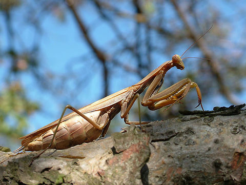Female European Mantis This female is ready for laying the cocoon over winter. In the spring it will allow hundreds of ant-sized Mantis religiosa to invade the surroundings. Canada,European Mantis,Fall,Geotagged,Mantis religiosa
