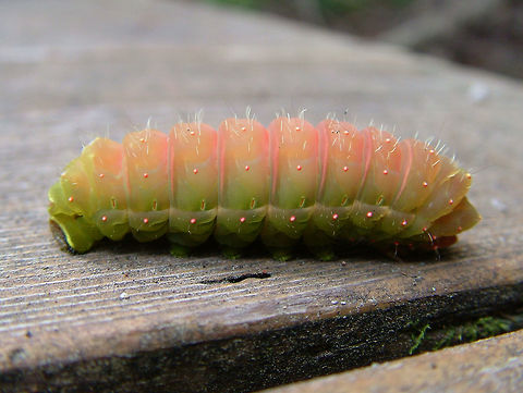 Caterpillar part of the Luna Moth.  Actias luna,Geotagged,Luna Moth,Summer,United States