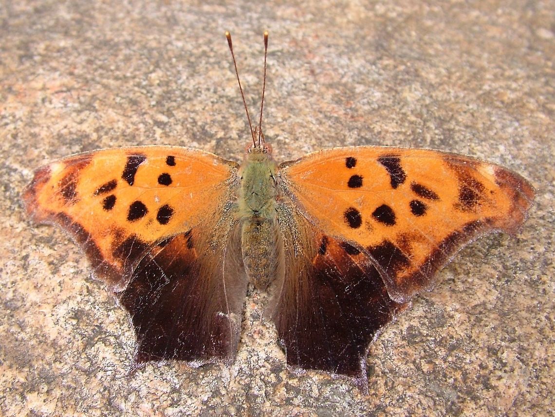 ? Actually that is not a joke that is its name in the English language, &quot;Question Mark&quot;. Canada,Geotagged,Polygonia interrogationis,Question Mark,Spring