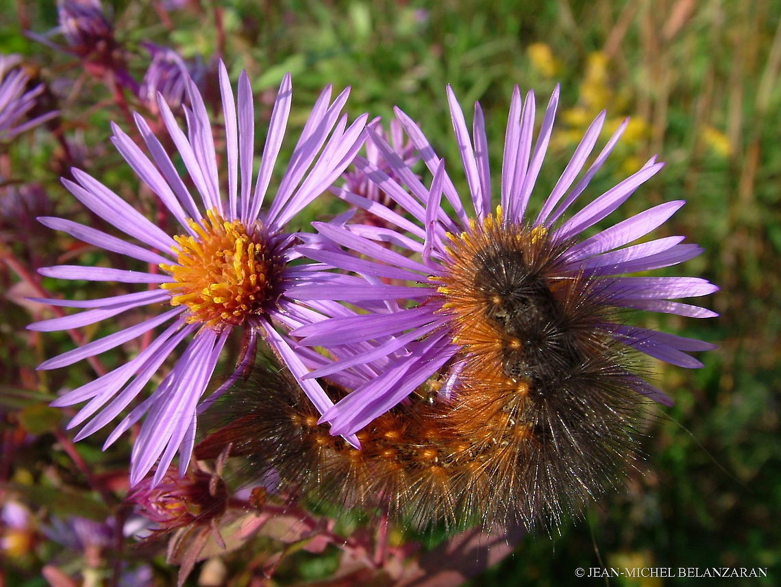 Acraea Moth Caterpillar Latin name; Estigmene acraea.<br />
Range; throughout North America, except northern Canada. Canada,Estigmene acrea,Geotagged,Salt Marsh Moth,Summer