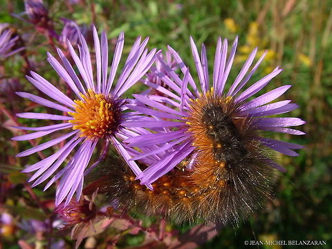 Acraea Moth Caterpillar Latin name; Estigmene acraea.
Range; throughout North America, except northern Canada. Canada,Estigmene acrea,Geotagged,Salt Marsh Moth,Summer