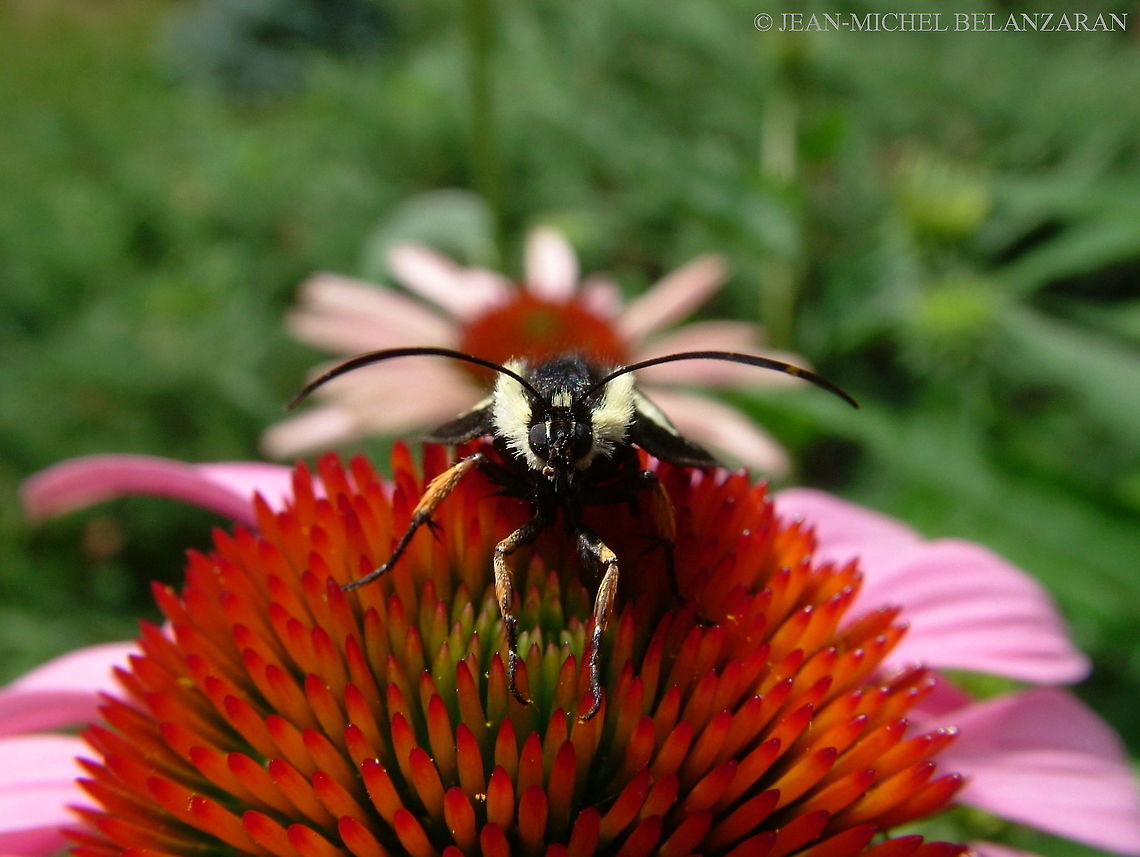 Eight-spotted Forester (Alypia octomaculata) Range; eastern half of North America. Alypia octomaculata,Canada,Geotagged,Summer