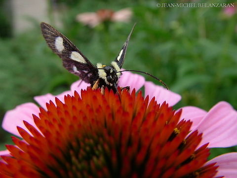 Eight-spotted Forester (Alypia octomaculata) Range; eastern half of North America. Alypia octomaculata,Canada,Geotagged,Summer