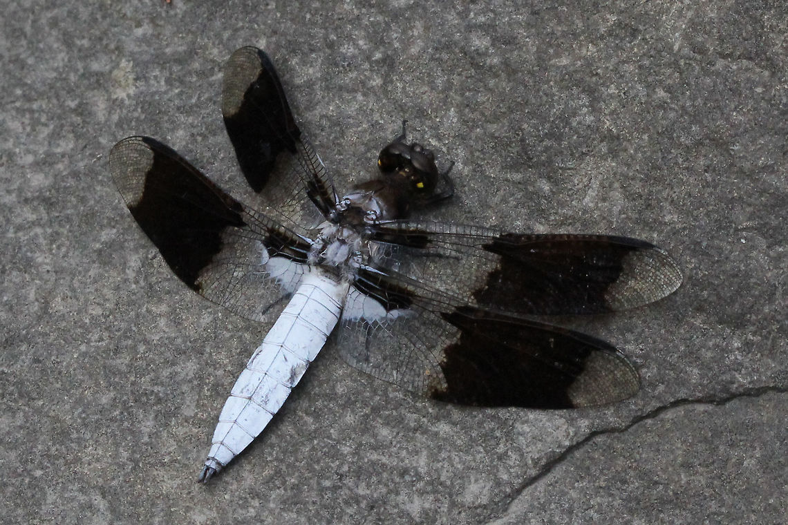 Common Whitetail (Libellula lydia)  Canada,Common Whitetail,Geotagged,Libellula lydia,Plathemis lydia,Summer