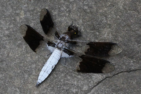 Common Whitetail (Libellula lydia)  Canada,Common Whitetail,Geotagged,Libellula lydia,Plathemis lydia,Summer