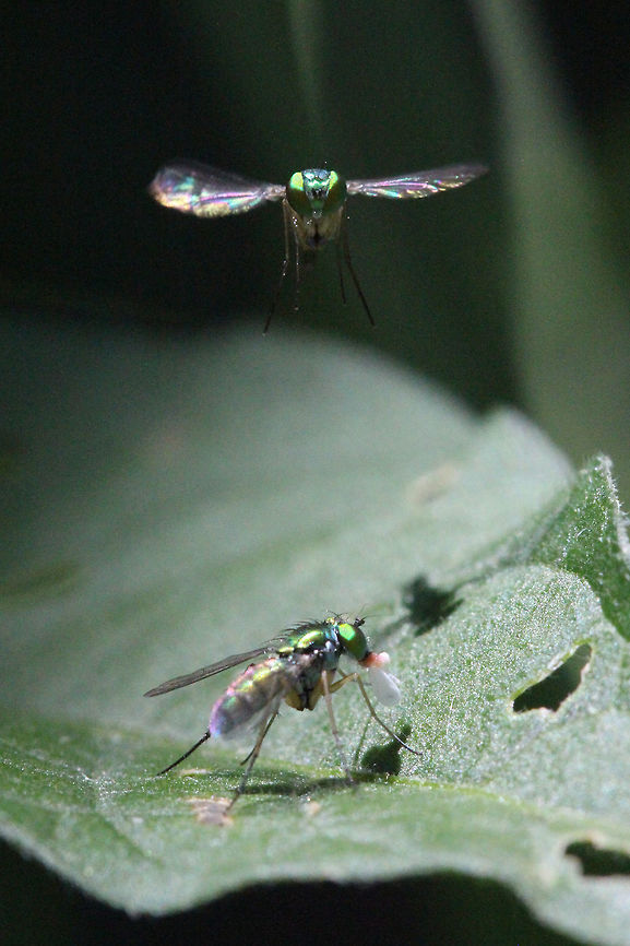 The flying fly. Maximum length 7mm (.25&quot;)<br />
Exact race totally unknown. Canada,Geotagged,Spring