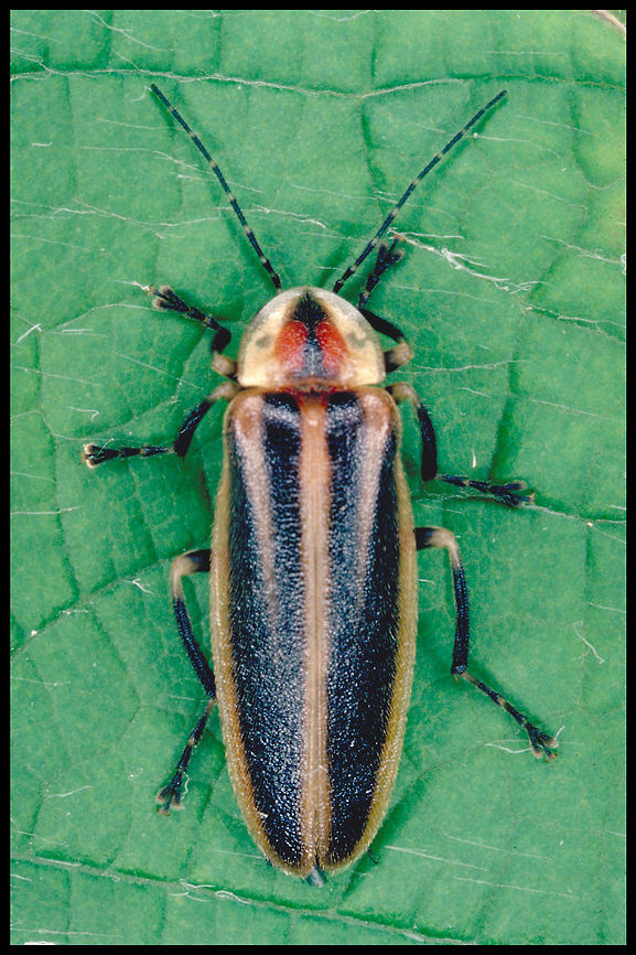 Lightning Bug The females of this species, like those of other members of the genus, lure males of other species by imitating their flash patterns in order to prey on them. Canada,Geotagged,High Quality,In Focus,Pennsylvania firefly,Photuris pensylvanica