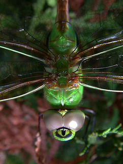 Common Green Darner  (Anax junius) Does that design beneath its eyes not remind you of the myth of the Cyclops? Anax junius,Canada,Geotagged,Green Darner,High Quality,In Focus,Low Contrast,Summer