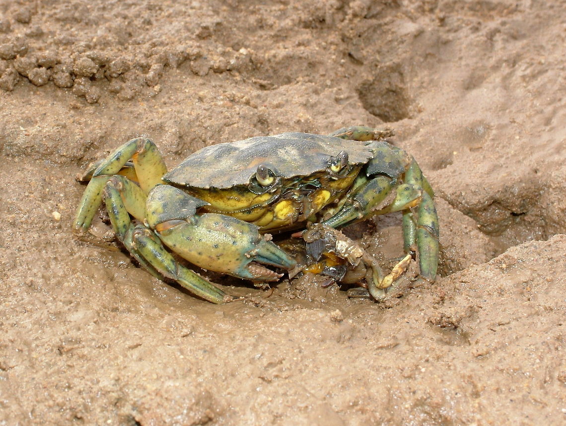 Carcinus maenas  Carcinus maenas,Geotagged,Summer,United States