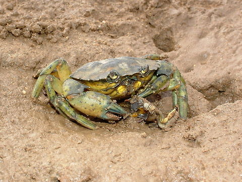 Carcinus maenas  Carcinus maenas,Geotagged,Summer,United States