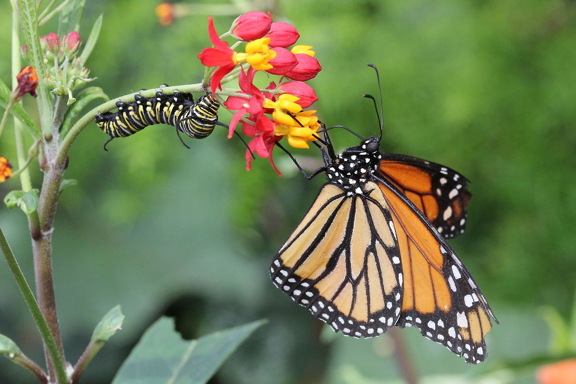 The Monarch butterfly and caterpillar on tropical milkweed  Asclepias curassavica,Canada,Danaus plexippus,Geotagged,Monarch,Spring,Tropical milkweed