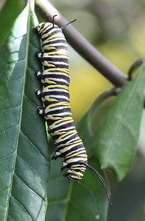 Monarch Caterpiller  Canada,Danaus plexippus,Geotagged,Monarch,Spring