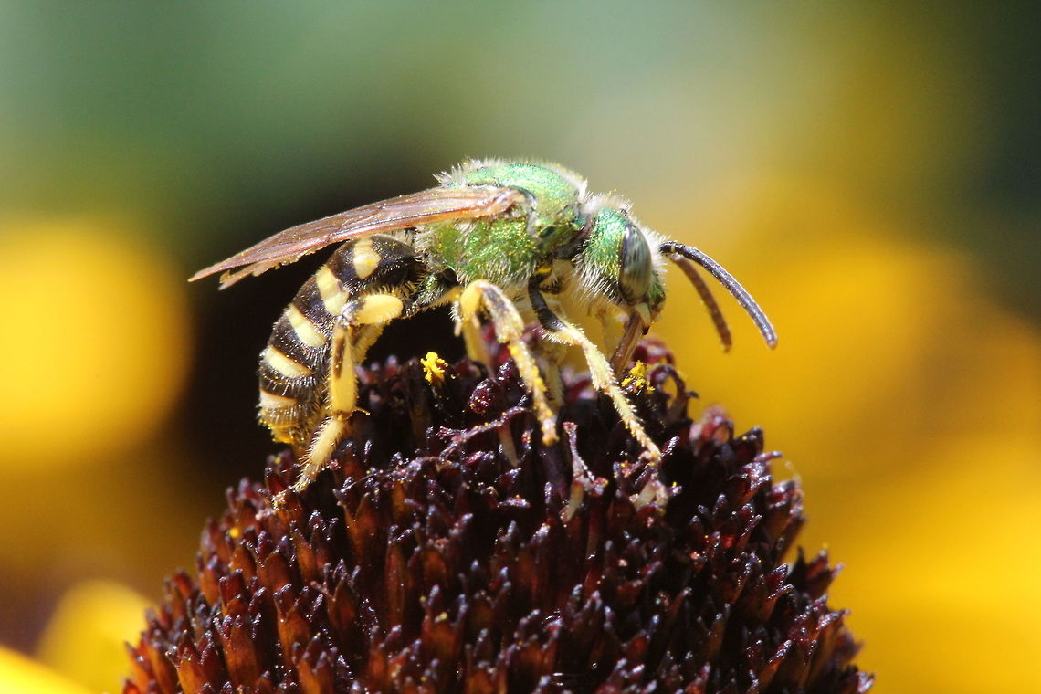 Green Metallic Bee- Virescent Green Metallic Bee (Agapostemon virescens) Range: Quebec and Maine to Florida, west to Texas; also Oregon to British Columbia.<br />
 Habitat: Meadows and gardens with sandy soil.<br />
 Food: Adult drinks nectar. Larva feeds on nectar and pollen.  A Sweat Bee,Agapostemon virescens,Canada,Geotagged,Summer