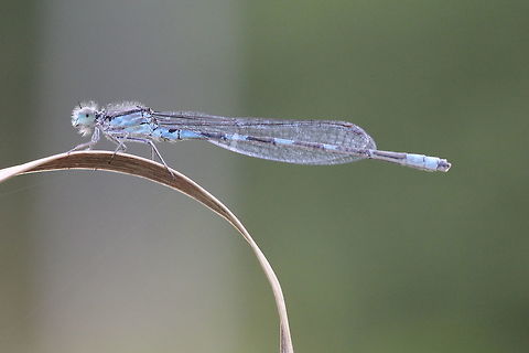 Familiar Bluet (Enallagma civile)  Enallagma civile,Familiar Bluet
