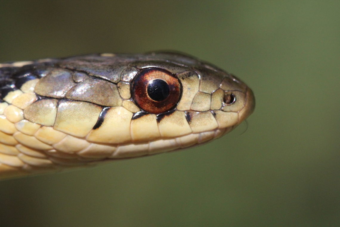 Eastern Garter Snake  Canada,Common Garter Snake,Eastern Garter Snake,Geotagged,Summer,T. sirtalis,Thamnophis sirtalis