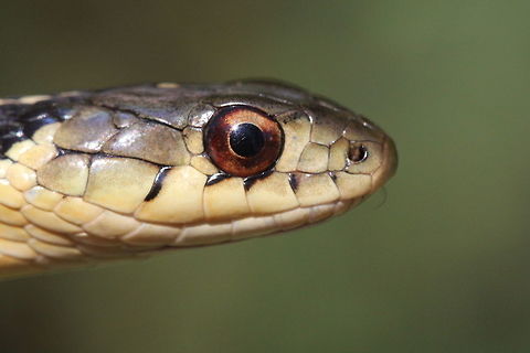 Eastern Garter Snake  Canada,Common Garter Snake,Eastern Garter Snake,Geotagged,Summer,T. sirtalis,Thamnophis sirtalis