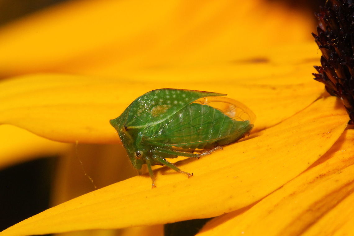 Buffalo Treehoppers  Canada,Geotagged,Stictocephala bisonia,Summer